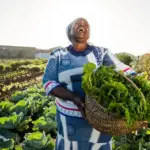 What happens when a SACCO collapses?