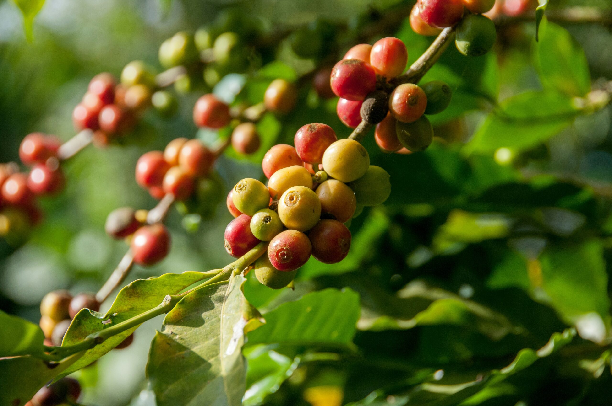 Relief for Cooperatives, SACCOs as Government Approves Sh6.8 Billion Debt Waiver for Coffee Farmers