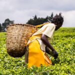 How SACCOs are transforming real estate in Kenya