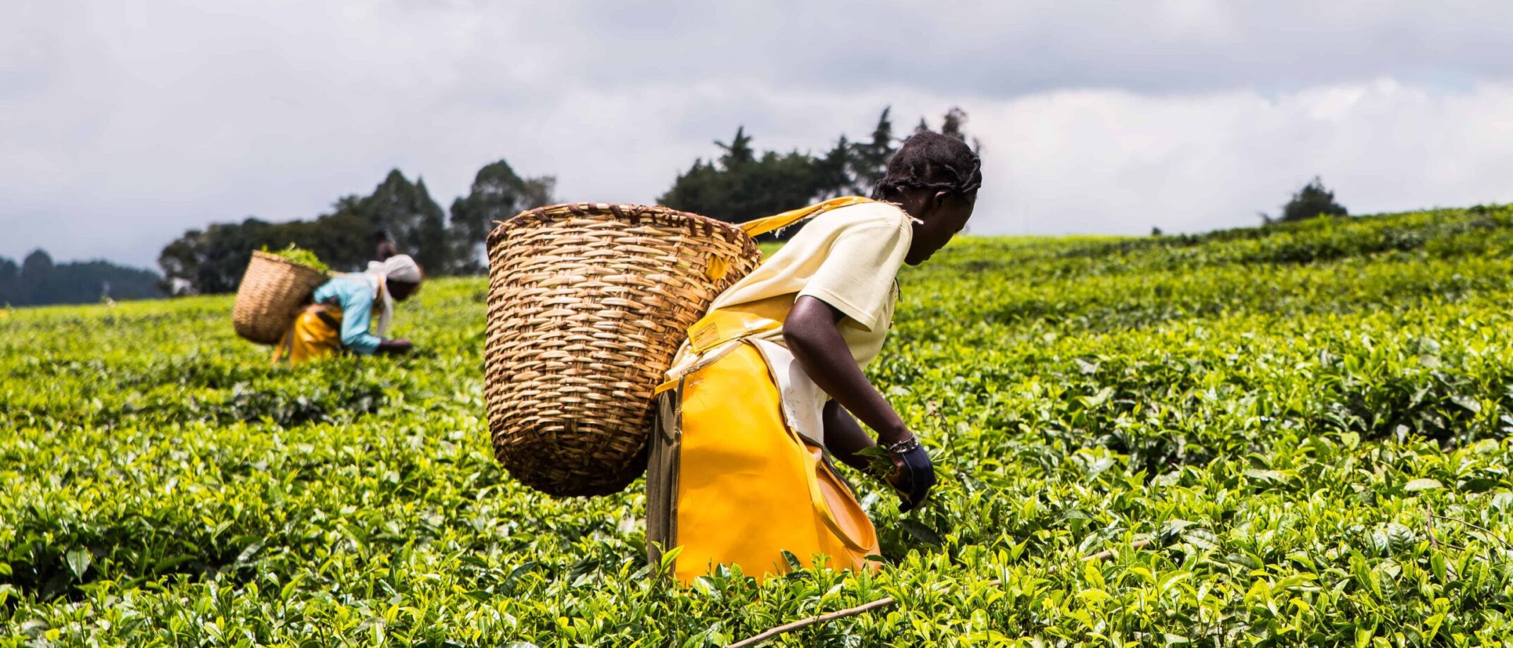 How SACCOs are transforming agriculture in Kenya