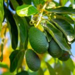 High-Value cash crops for export in Africa