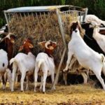 When can you withdraw your SACCO shares?