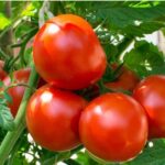 Why light matters in poultry farming