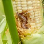 Mushroom farming:Tips for profitable farming