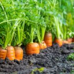 How SACCOs award loans