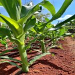 Silage Making: Complete guide to preserving quality fodder