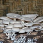 What is Alec Baldwin’s Net Worth?