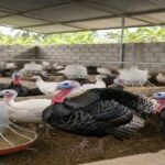 Black plastic mulching: Boosting yields while conserving soil and water