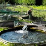  Signs of discomfort or disease in chicken