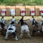  Signs of discomfort or disease in chicken