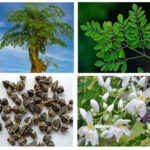 The power of using epson salt in tomato farming