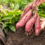 The power of using epson salt in tomato farming