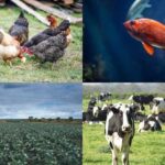 How to grow sweet potatoes for high yields