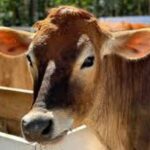 Chicken feather loss: Diagnostic patterns and solutions