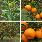 Hydroponics and vertical farming in urban areas