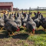 How to clip a Guinea Fowl’s wing properly to stop it from flying away