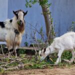 How to start beekeeping with just one hive