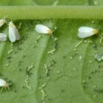 Aloe Vera for chicken: Benefits, uses and how to apply it effectively