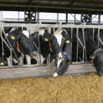 Fertilizer and Agro-Input business