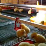 Cucumber farming: How to grow successfully