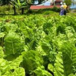 Sadio Mané Net Worth