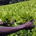Extension services as a business: Turning agricultural knowledge into profit