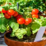 Common cabbage diseases and their management