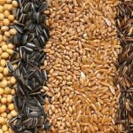Crop Insurance | A complete guide for protecting farm income