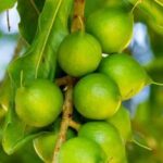 Potato Hydroponics: A modern approach to high-yield, Soil-free potato farming