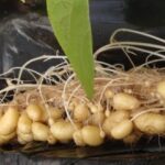 Macadamia farming: Is it a worthwhile investment in Kenya?