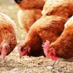 Lettuce farming | 2026 guide |Green life