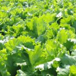 Eggplant (Brinjal) Farming: A Beginner-friendly guide for home and small-scale farmers