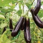 Spinach farming for home use