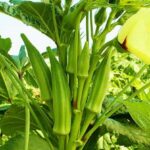 Farm record keeping : Is it necessary?