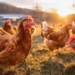Duck farming business | All you need to know