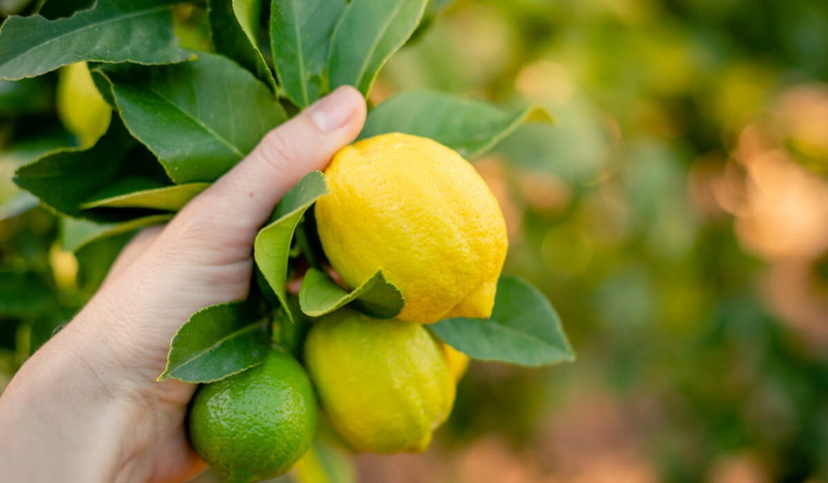 Lemon-Cultivation-Secrets-1 - Sacco Trend Magazine