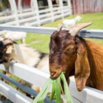 Facts about Plymouth Rock Chicken: A complete guide for farmers and beginners