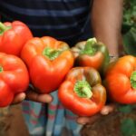 How to start an agricultural export business