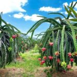 How to topdress potatoes correctly for high yields