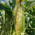 Harvesting techniques in farming: A complete guide for quality and profit