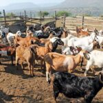 How to make livestock feed with a pellet mill (Step-by-Step Guide)