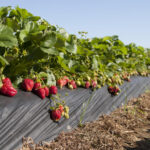 Which crops make up the Big 5 in farming?