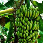 Gap filling in coffee farming: The secret to higher yields and healthy plantations