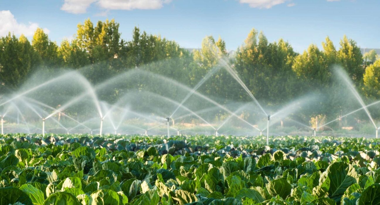 Invest4Land-Agriculture-Real-Estate-Invest-Investment-Investing-Investor-Walnut-Farmlands-Managed-Farmland-Agrobusiness-Almond-Property-Almond-Farmlands2-12 - Sacco Trend Magazine