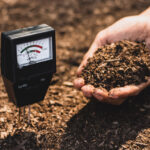 Kitchen garden guide: Quick-growing, low-maintenance vegetables for beginners