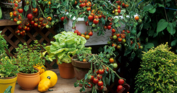 Container gardening for fresh vegetables: A complete beginner’s guide ...