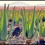 Agri-Education Platforms |Transforming the future of farming through knowledge and technology