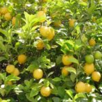 Gap filling in coffee farming: The secret to higher yields and healthy plantations