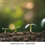 Blueberry farming guide: A profitable agribusiness opportunity
