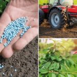 Ammonium vs Nitrate Nitrogen: Which form is better for your soil? 